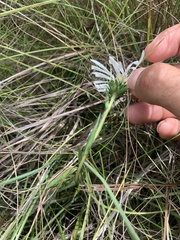 Eurybia eryngiifolia