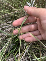 Eurybia eryngiifolia