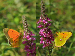 Colias caucasica