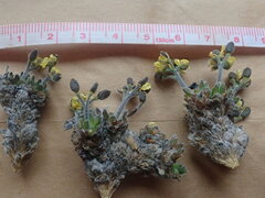 Draba corymbosa