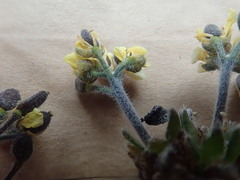 Draba corymbosa