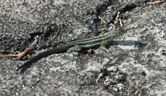 Microlophus indefatigabilis