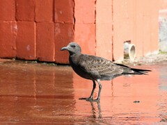 Leucophaeus fuliginosus