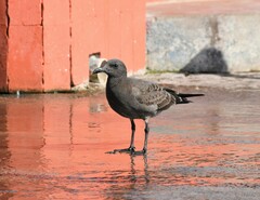 Leucophaeus fuliginosus