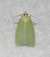 Tortrix viridana