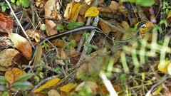 Pseudalsophis steindachneri