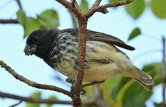 Platyspiza crassirostris