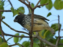 Platyspiza crassirostris