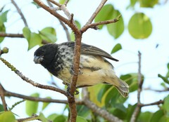 Platyspiza crassirostris