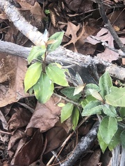 Elaeagnus pungens