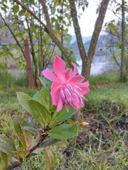 Cavendishia adenophora
