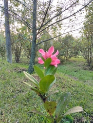 Cavendishia adenophora