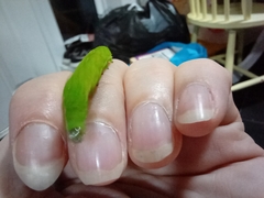 Phlogophora