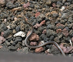 Pseudalsophis steindachneri