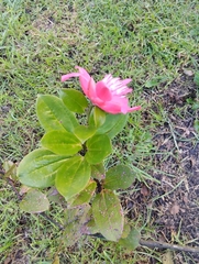 Cavendishia adenophora