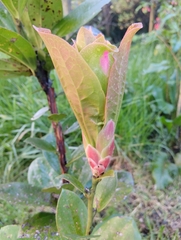 Cavendishia adenophora