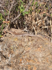 Callopistes maculatus