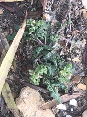 Lactuca serriola