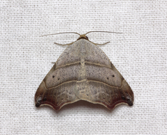 Laspeyria flexula