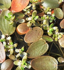Crassula natans