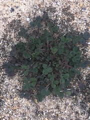 Medicago lupulina