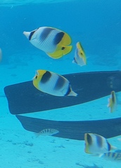 Chaetodon ulietensis