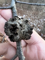 Callirhytis quercuspunctata