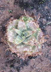 Aloe lettyae