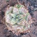 Aloe lettyae - Photo (c) berthapi2, algunos derechos reservados (CC BY-NC), uploaded by berthapi2