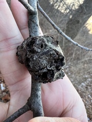 Callirhytis quercuspunctata