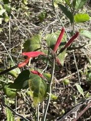 Justicia californica