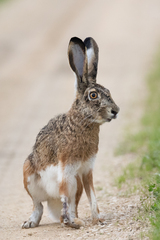 Lepus granatensis