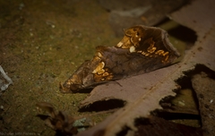 Plusiodonta arctipennis