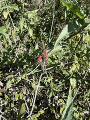 Justicia californica