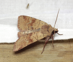 Diarsia mendica