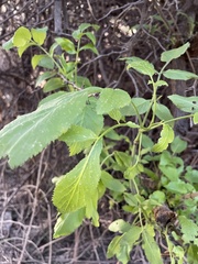 Sambucus cerulea