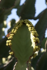 Euphorbia cooperi