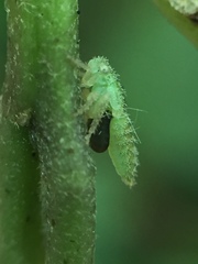 Anteon caledonianum