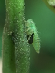 Anteon caledonianum