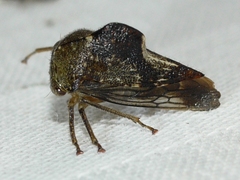 Telamona decorata