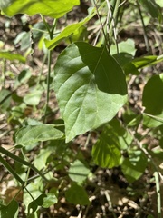 Justicia californica