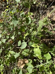 Justicia californica