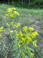 Euphorbia virgata