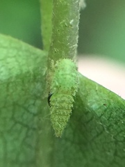 Anteon caledonianum