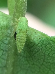 Anteon caledonianum