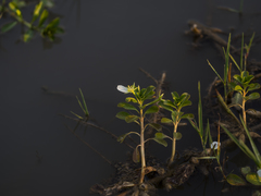 Ludwigia adscendens