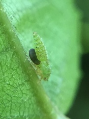 Anteon caledonianum