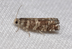Epinotia tedella