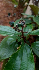 Melastomataceae