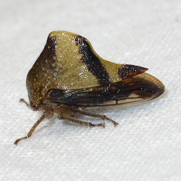 Telamona excelsa